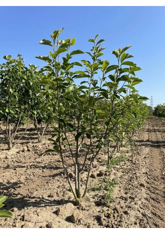 Tulpenmagnolie mehrstämmig | Magnolia soulangeana