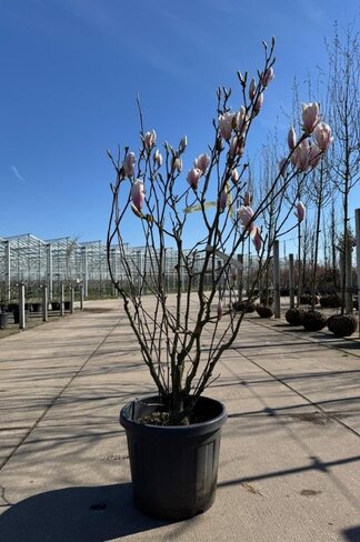 Tulpenmagnolie mehrstämmig | Magnolia soulangeana
