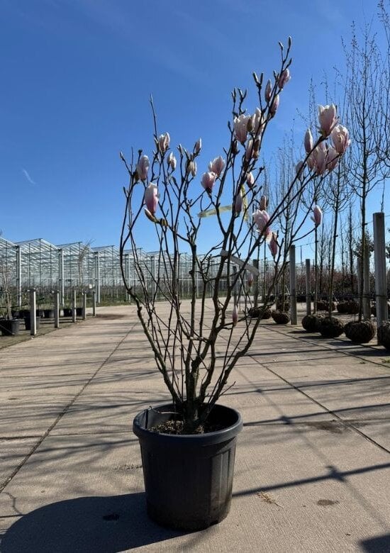 Tulpenmagnolie mehrstmmig Kaufen | 3 Jahre Garantie - Venovi