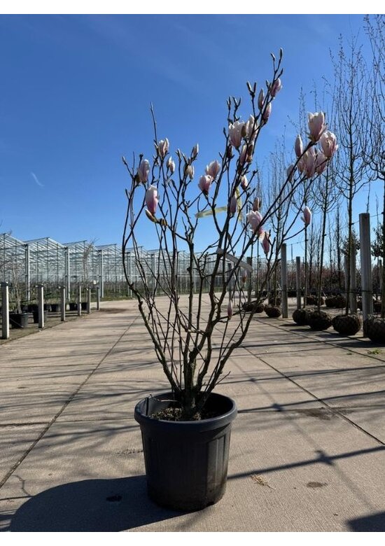 Tulpenmagnolie mehrstämmig | Magnolia soulangeana