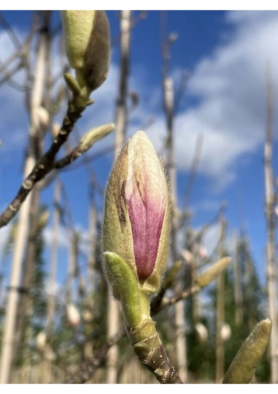 Tulpenmagnolie mehrstämmig | Magnolia soulangeana