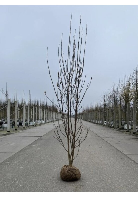 Tulpenmagnolie mehrstämmig | Magnolia soulangeana