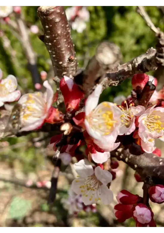 Aprikosenbaum 'Tros Oranje' | Prunus armeniaca 'Tros Oranje'