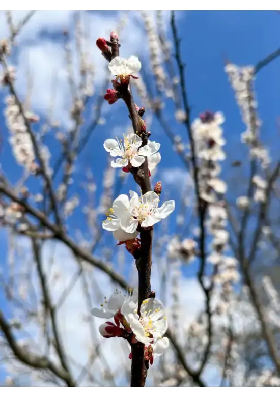 Aprikosenbaum 'Tros Oranje' | Prunus armeniaca 'Tros Oranje'