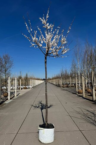 Aprikosenbaum 'Tros Oranje' | Prunus armeniaca 'Tros Oranje'