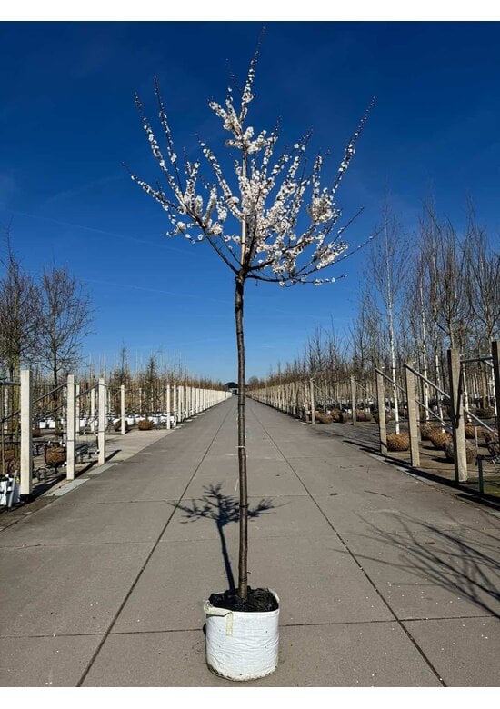 Aprikosenbaum 'Tros Oranje' | Prunus armeniaca 'Tros Oranje'