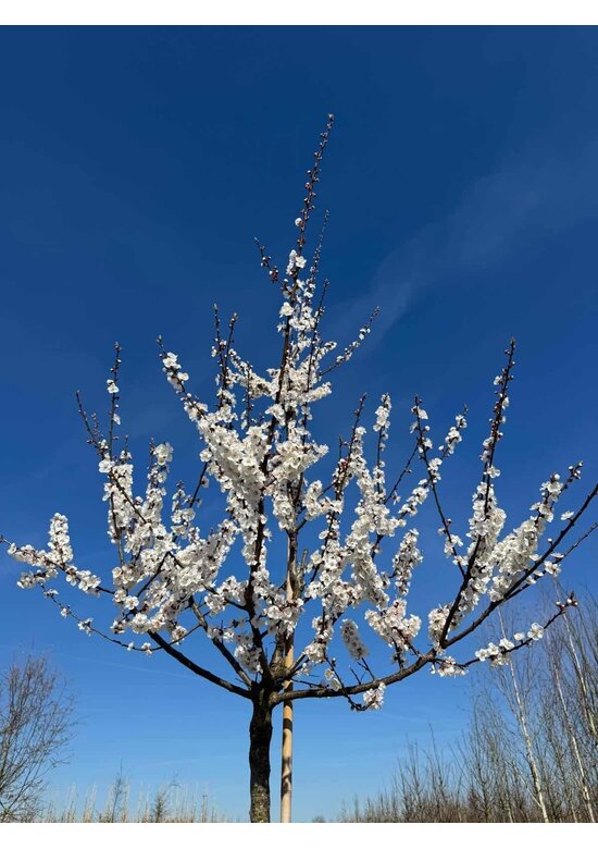Aprikosenbaum 'Tros Oranje' | Prunus armeniaca 'Tros Oranje'