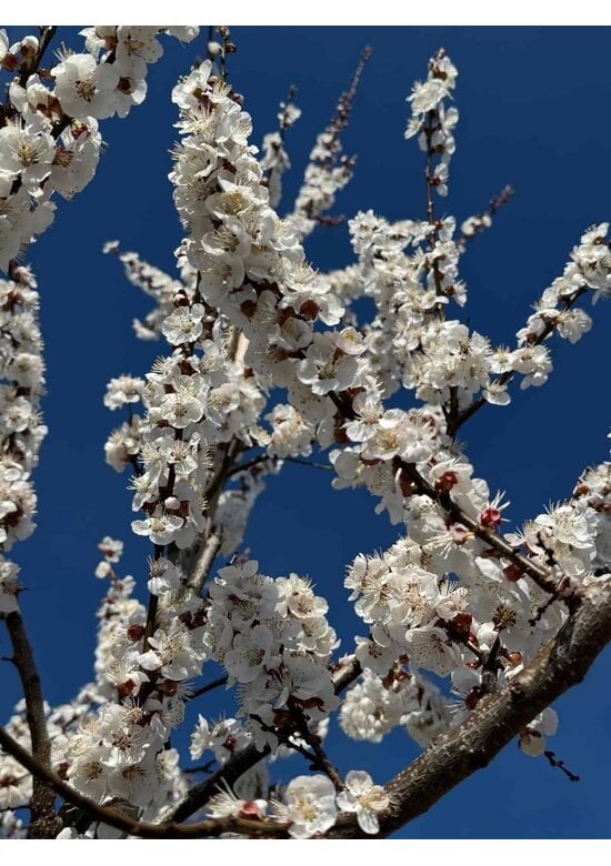 Aprikosenbaum 'Tros Oranje' | Prunus armeniaca 'Tros Oranje'