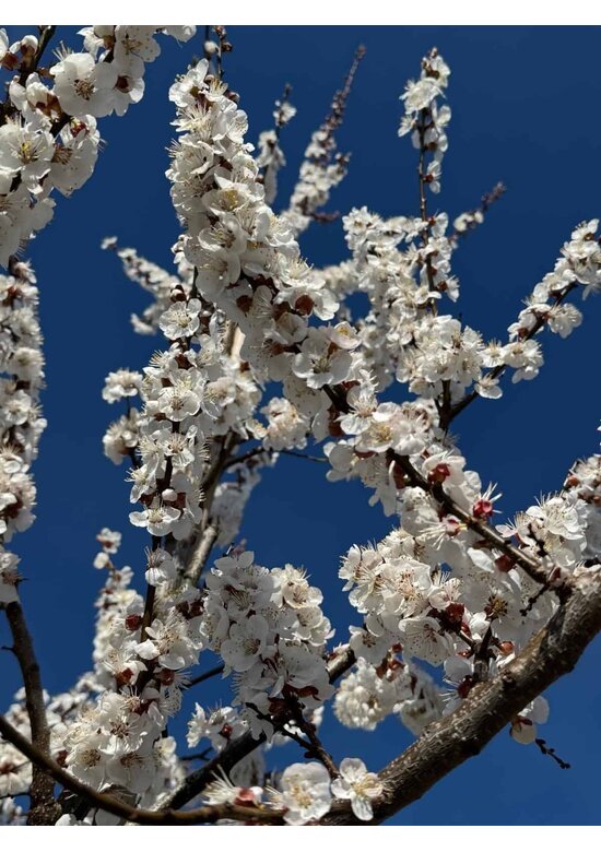 Aprikosenbaum 'Tros Oranje' | Prunus armeniaca 'Tros Oranje'