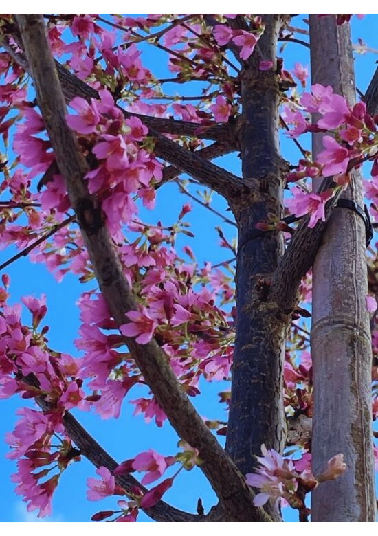 Zierkirsche 'Okame' | Prunus 'Okame'