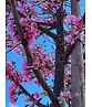 Zierkirsche 'Okame' | Prunus 'Okame'