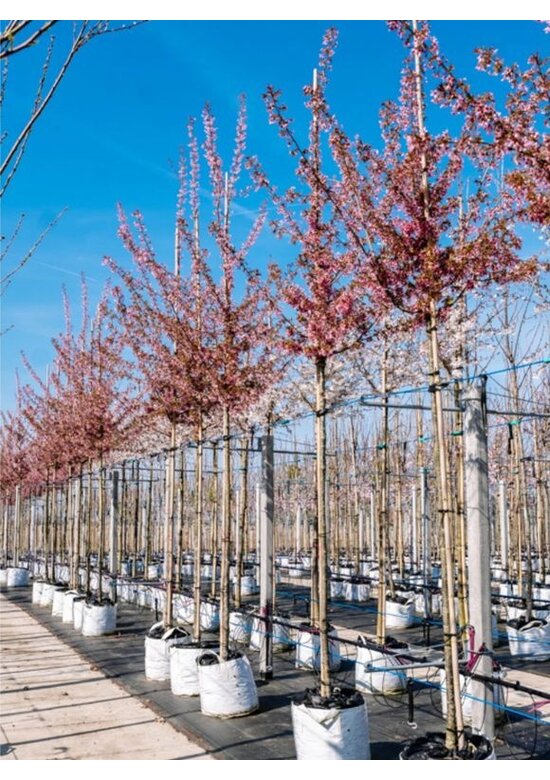 Zierkirsche 'Okame' | Prunus 'Okame'