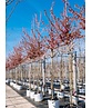 Zierkirsche 'Okame' | Prunus 'Okame'