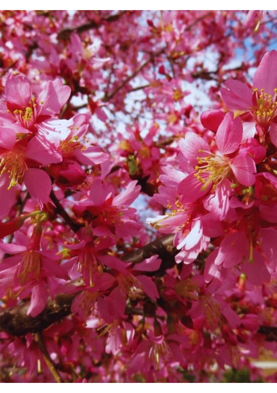 Zierkirsche 'Okame' | Prunus 'Okame'