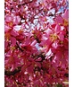 Zierkirsche 'Okame' | Prunus 'Okame'