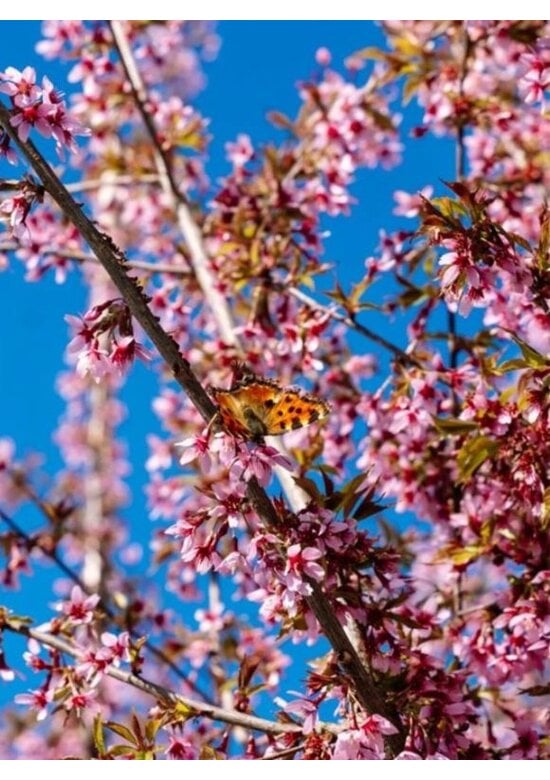 Zierkirsche 'Okame' | Prunus 'Okame'