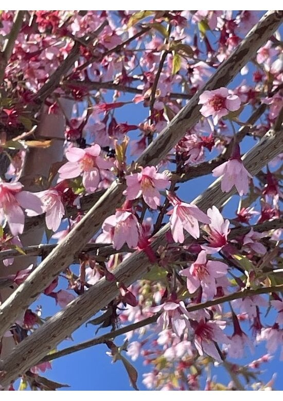 Zierkirsche 'Okame' | Prunus 'Okame'