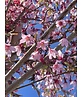 Zierkirsche 'Okame' | Prunus 'Okame'