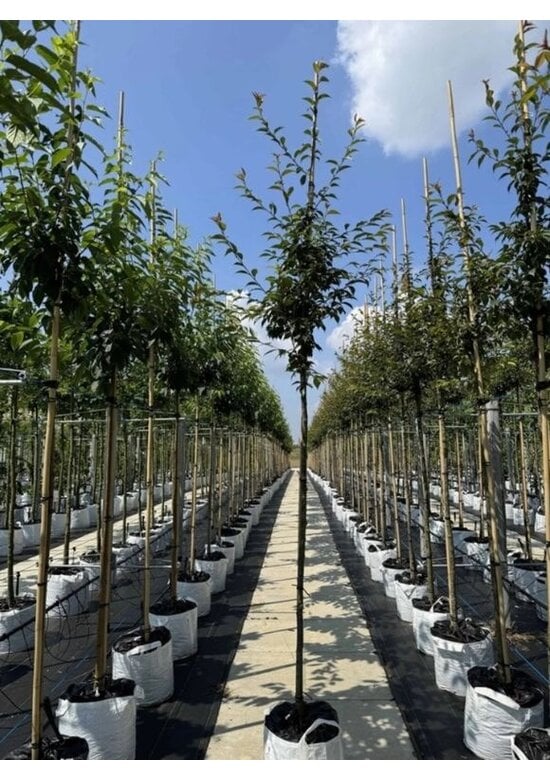 Zierkirsche 'Okame' | Prunus 'Okame'