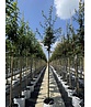 Zierkirsche 'Okame' | Prunus 'Okame'