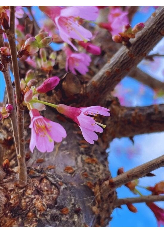 Zierkirsche 'Okame' | Prunus 'Okame'