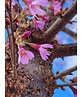 Zierkirsche 'Okame' | Prunus 'Okame'