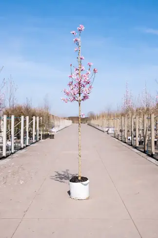 Rosa Stern-Magnolie 'Leonard Messel' | Magnolia loebneri 'Leonard Messel'