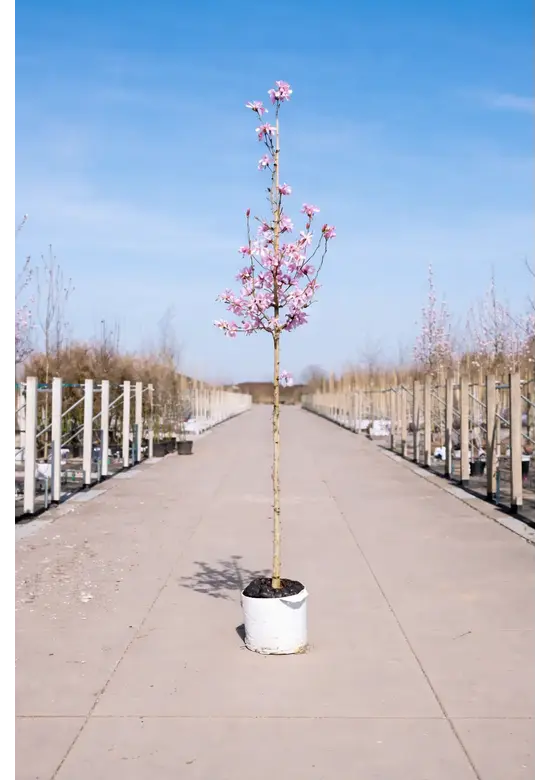Rosa Stern-Magnolie 'Leonard Messel' | Magnolia loebneri 'Leonard Messel'