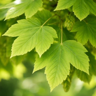 Typisches Blatt des Bergahorns