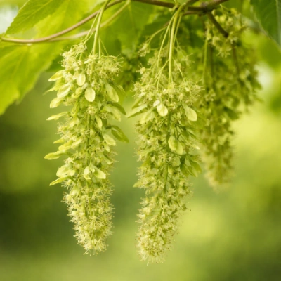 Blüte des Bergahorns im Frühjahr