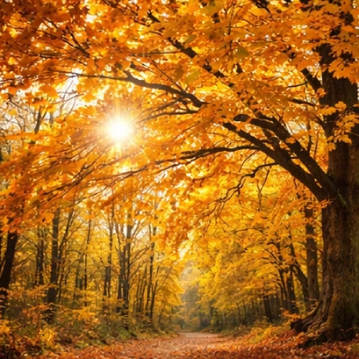 Bergahorn mit Herbstfärbung