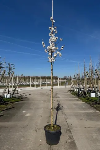 Stern-Magnolie 'Royal Star' | Magnolia stellata 'Royal Star'