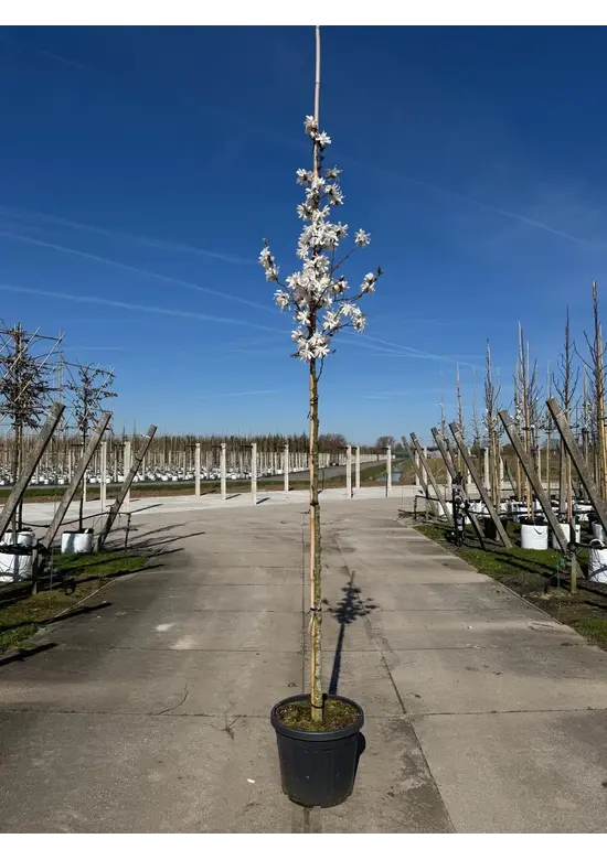 Stermagnolie | Magnolia stellata 'Royal Star'