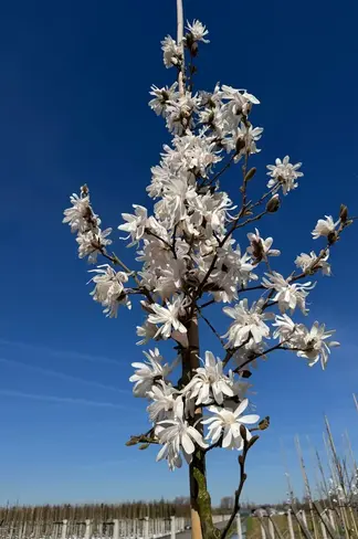 Stern-Magnolie 'Royal Star' | Magnolia stellata 'Royal Star'