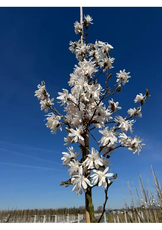 Stermagnolie | Magnolia stellata 'Royal Star'