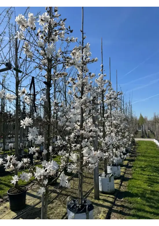 Stermagnolie | Magnolia stellata 'Royal Star'
