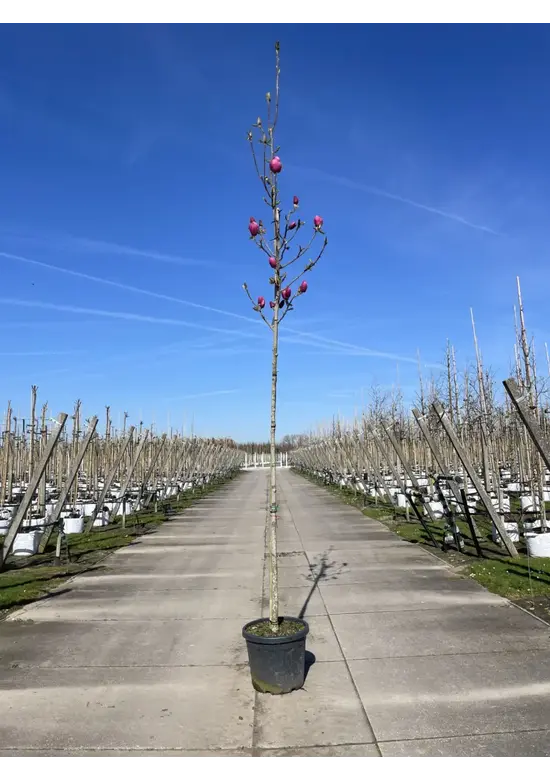 Schwarz-Rote Magnolie 'Black Tulip' | Magnolia 'Black Tulip'