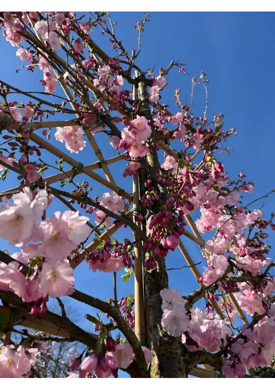 Zierkirsche Accolade Spalier | Prunus 'Accolade'