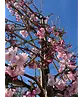 Zierkirsche Accolade Spalier | Prunus 'Accolade'