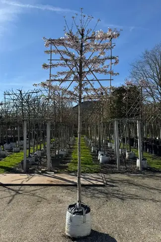 Yoshino Kirsche Spalier | Prunus 'Yedoensis'