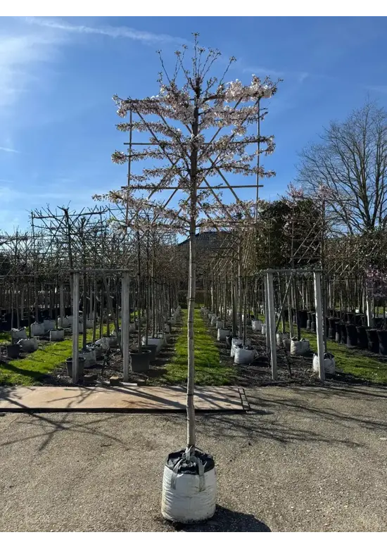 Yoshino Kirsche Spalier | Prunus 'Yedoensis'