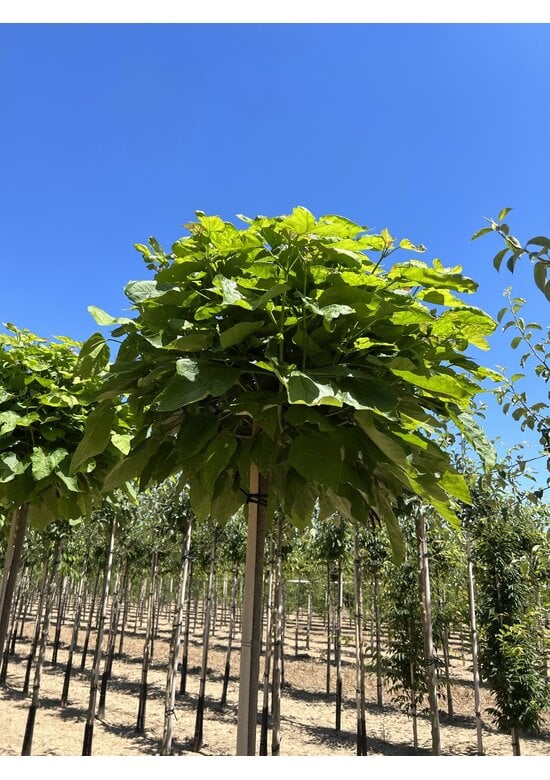 Kugeltrompetenbaum ‘Nana’ im 4er-Set | Catalpa bignonioides 'Nana'