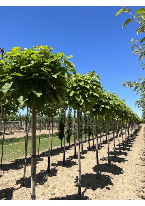 Kugeltrompetenbaum ‘Nana’ im 4er-Set | Catalpa bignonioides 'Nana'