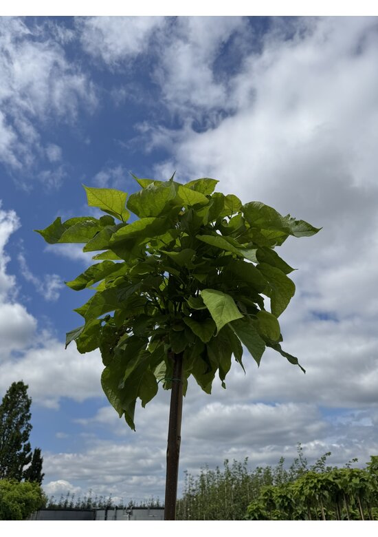 Kugeltrompetenbaum ‘Nana’ im 4er-Set | Catalpa bignonioides 'Nana'