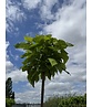 Kugeltrompetenbaum ‘Nana’ im 4er-Set | Catalpa bignonioides 'Nana'
