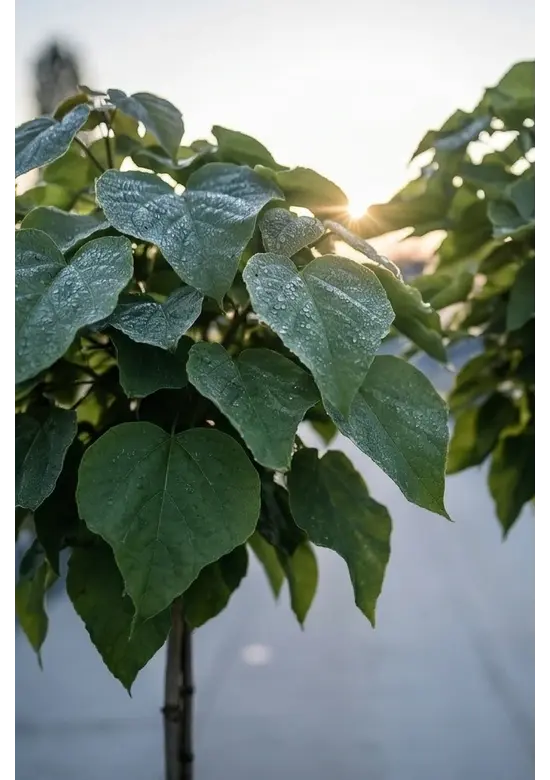 Kugeltrompetenbaum ‘Nana’ im 4er-Set | Catalpa bignonioides 'Nana'