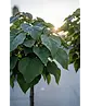 Kugeltrompetenbaum ‘Nana’ im 4er-Set | Catalpa bignonioides 'Nana'