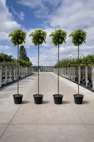 Kugeltrompetenbaum ‘Nana’ im 4er-Set | Catalpa bignonioides 'Nana'