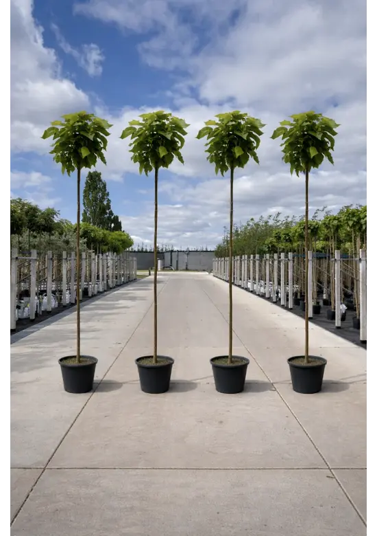 Kugeltrompetenbaum ‘Nana’ im 4er-Set | Catalpa bignonioides 'Nana'