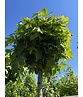 Kugelamberbaum im 4er-Set | Liquidambar styraciflua 'Gumball'